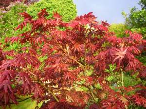 Acer palmatum Trompenberg