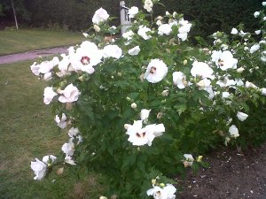 IMG00418-20130828-1907