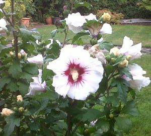 IMG00420-20130828-1908