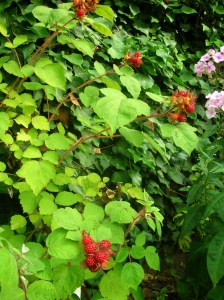 Japanese wineberries