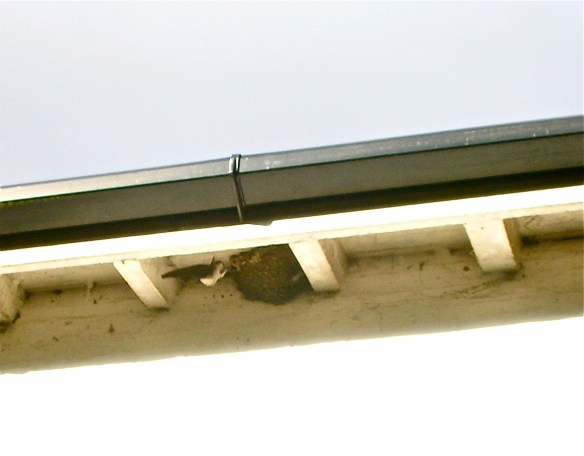 House martins feeding