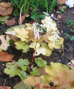 saxifraga fortunei