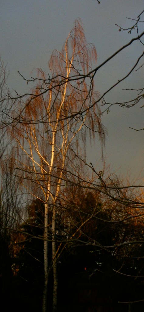Betula Tristis