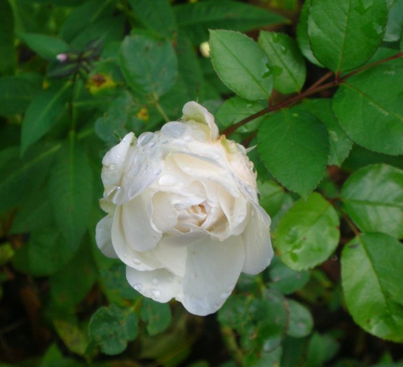 Rosa Susan