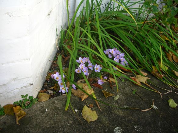 autumn crocus