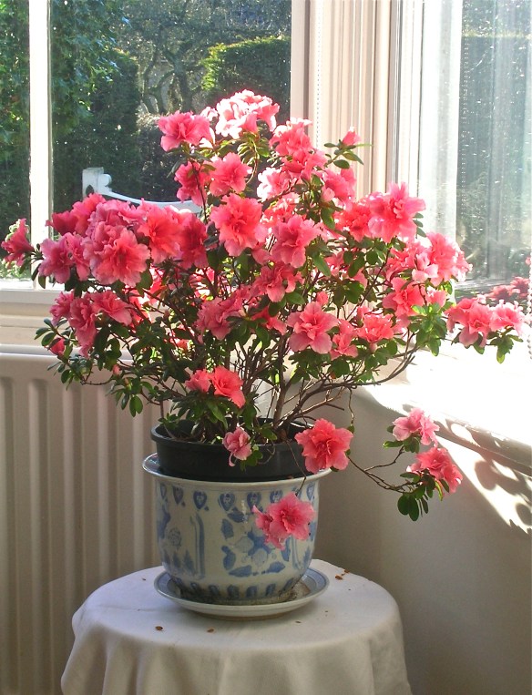 DSCN4561 - Version 2