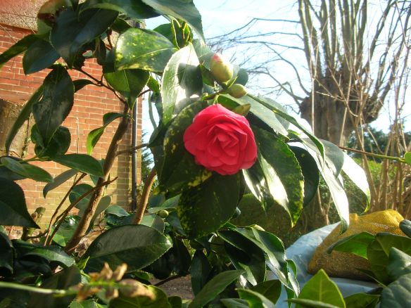 Camellia Mary Phoebe Taylor