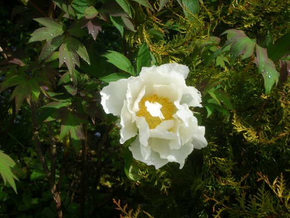 White tree peony