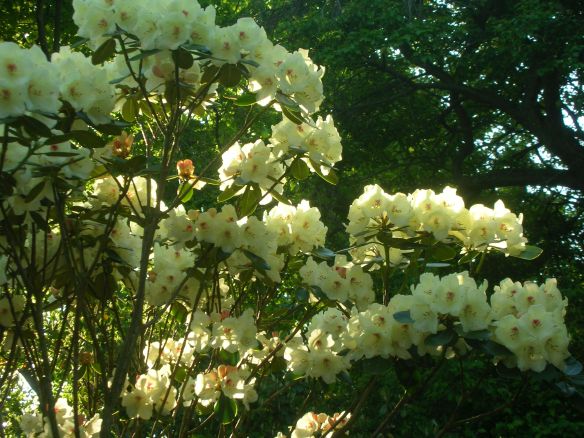 Rhododendron Yakushimanum Flava
