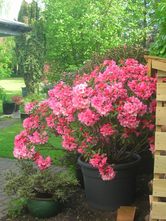 Rhododendron Yakushimanum Cupcake