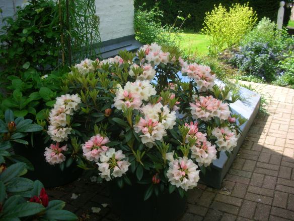 Rhododendron Yakushimanum Morgenrot