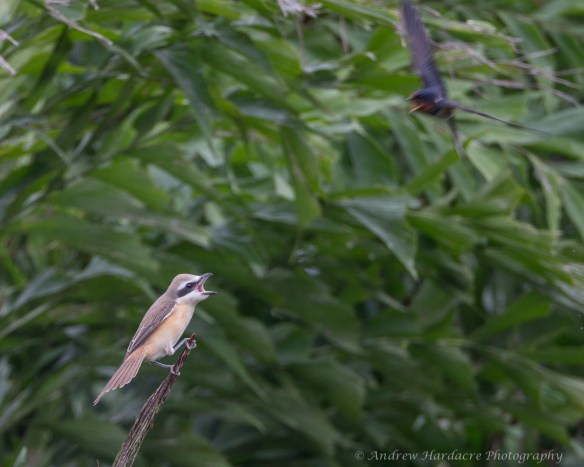 Shrike Swallow