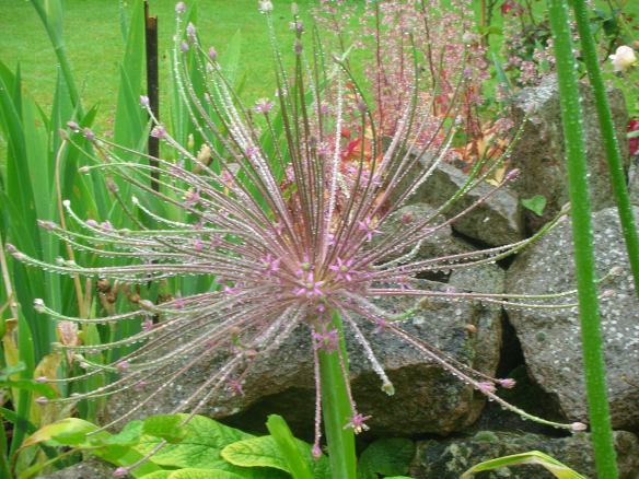 allium Shubertii