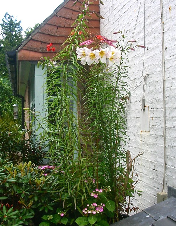 DSCN6016 - Version 2