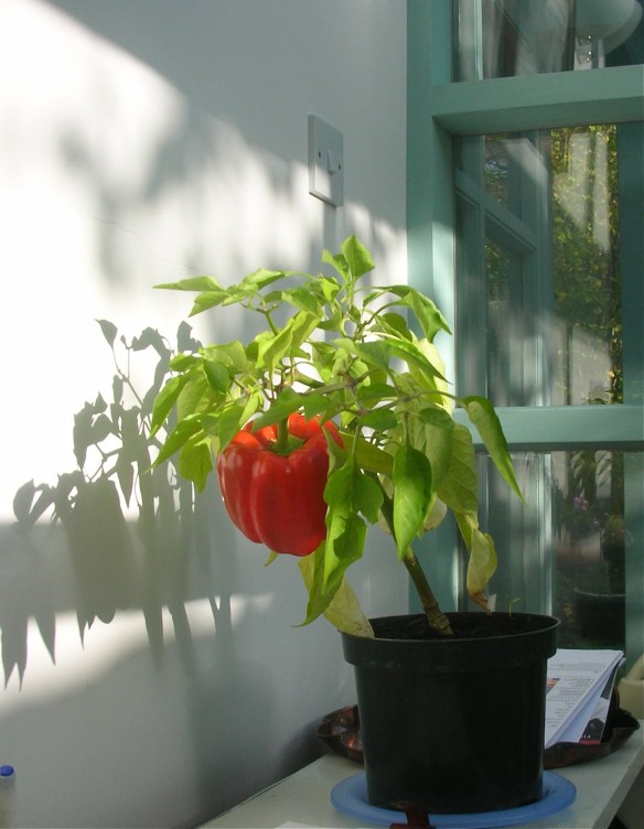 DSCN6762 - Version 2