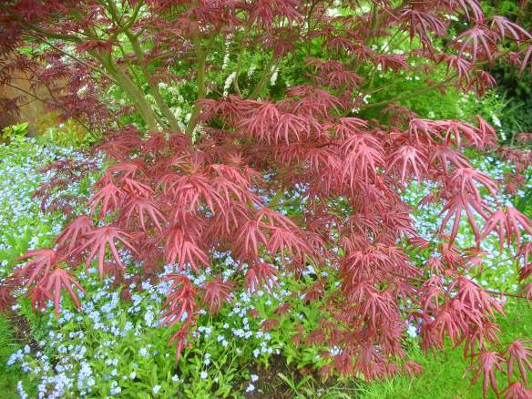 Acer palmatum Trompenberg