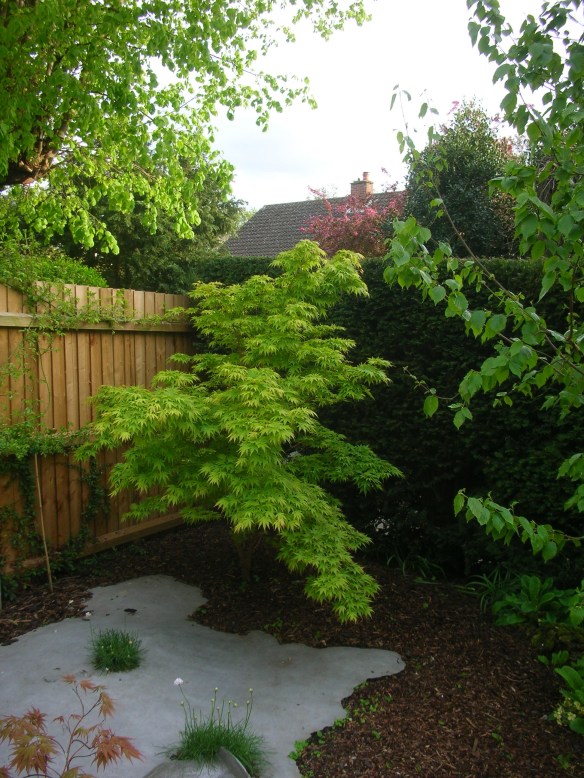 Acer palmatum Sango-kaku