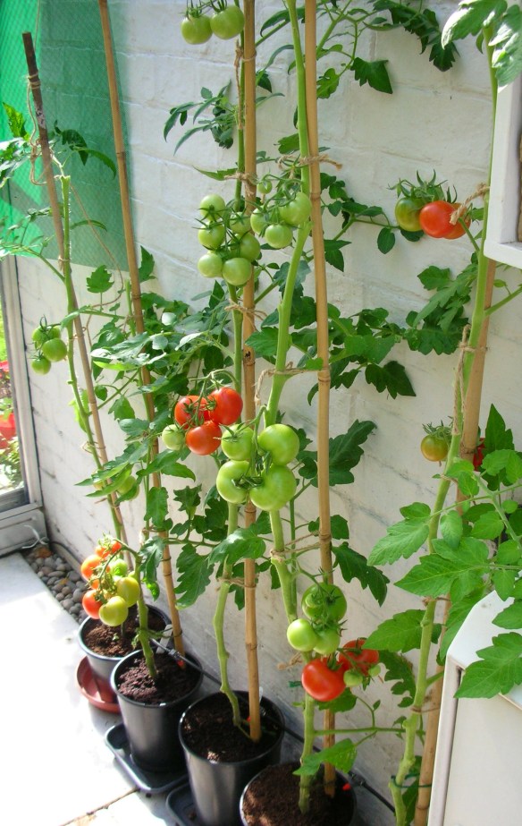 DSCN8240 - Version 2