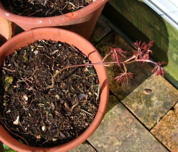 DSCN9082 - Version 2