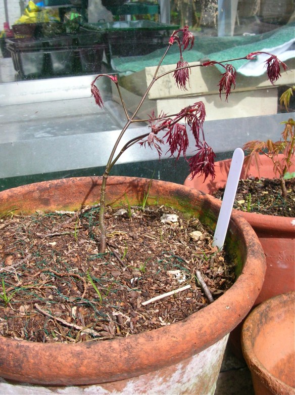 DSCN9190 - Version 2