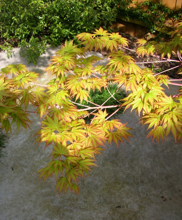 Acer palmatum Sengo Kaku