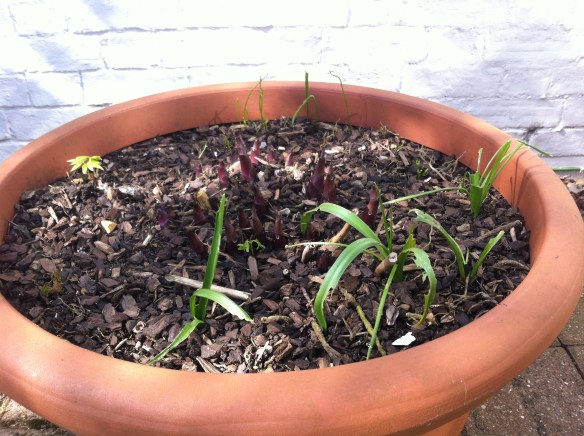 Hosta Sum and Substance