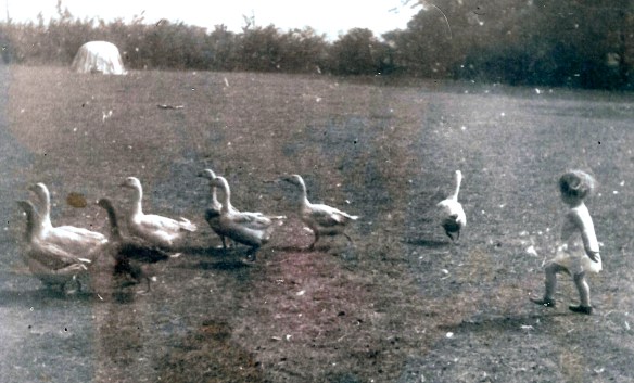 hilary-chasing-geese_2