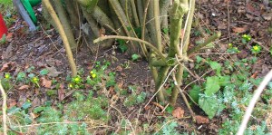 Winter aconites
